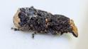 Platyrhinus resinosus (Cramp-ball Fungus Weevil).jpg